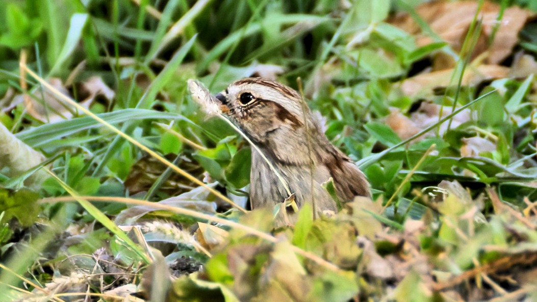 American Tree Sparrow - ML645449713