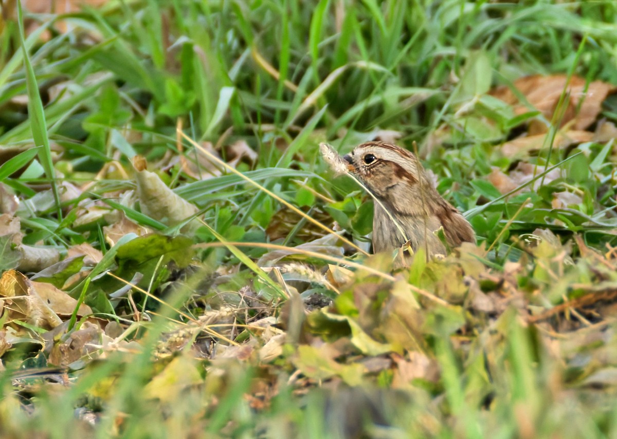 American Tree Sparrow - ML645449714