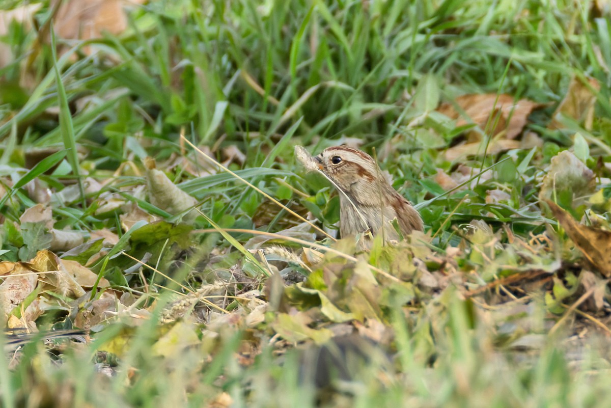 American Tree Sparrow - ML645449715