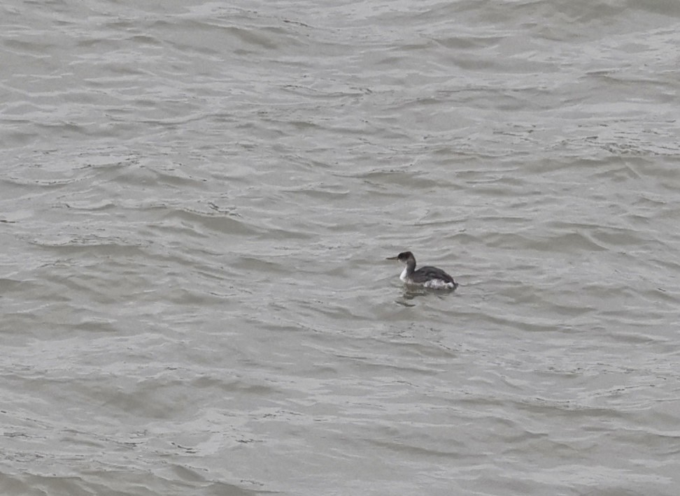 gråstrupedykker - ML645449726