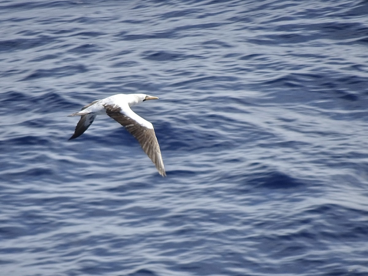 Masked Booby - ML645449737