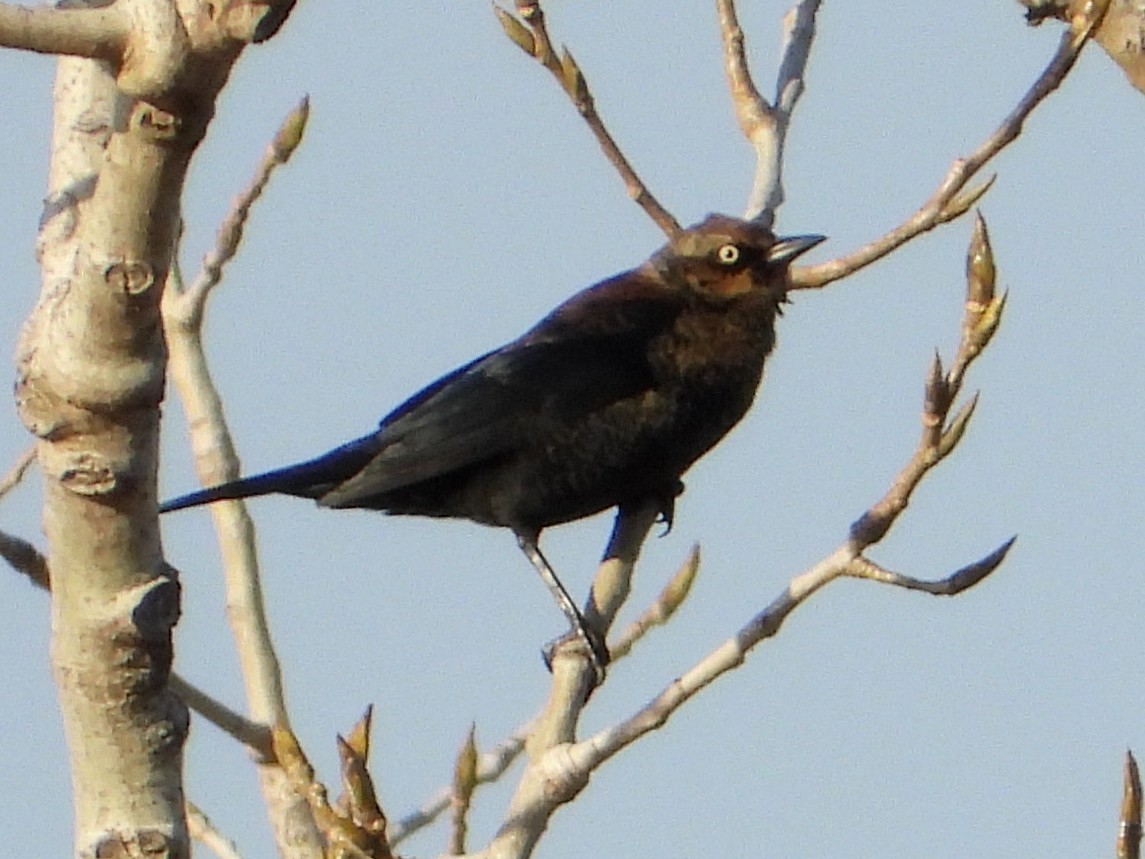 Rusty Blackbird - ML645449750