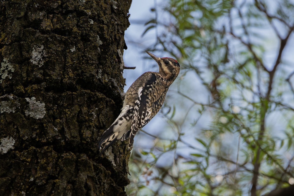 Yellow-bellied Sapsucker - ML645449759