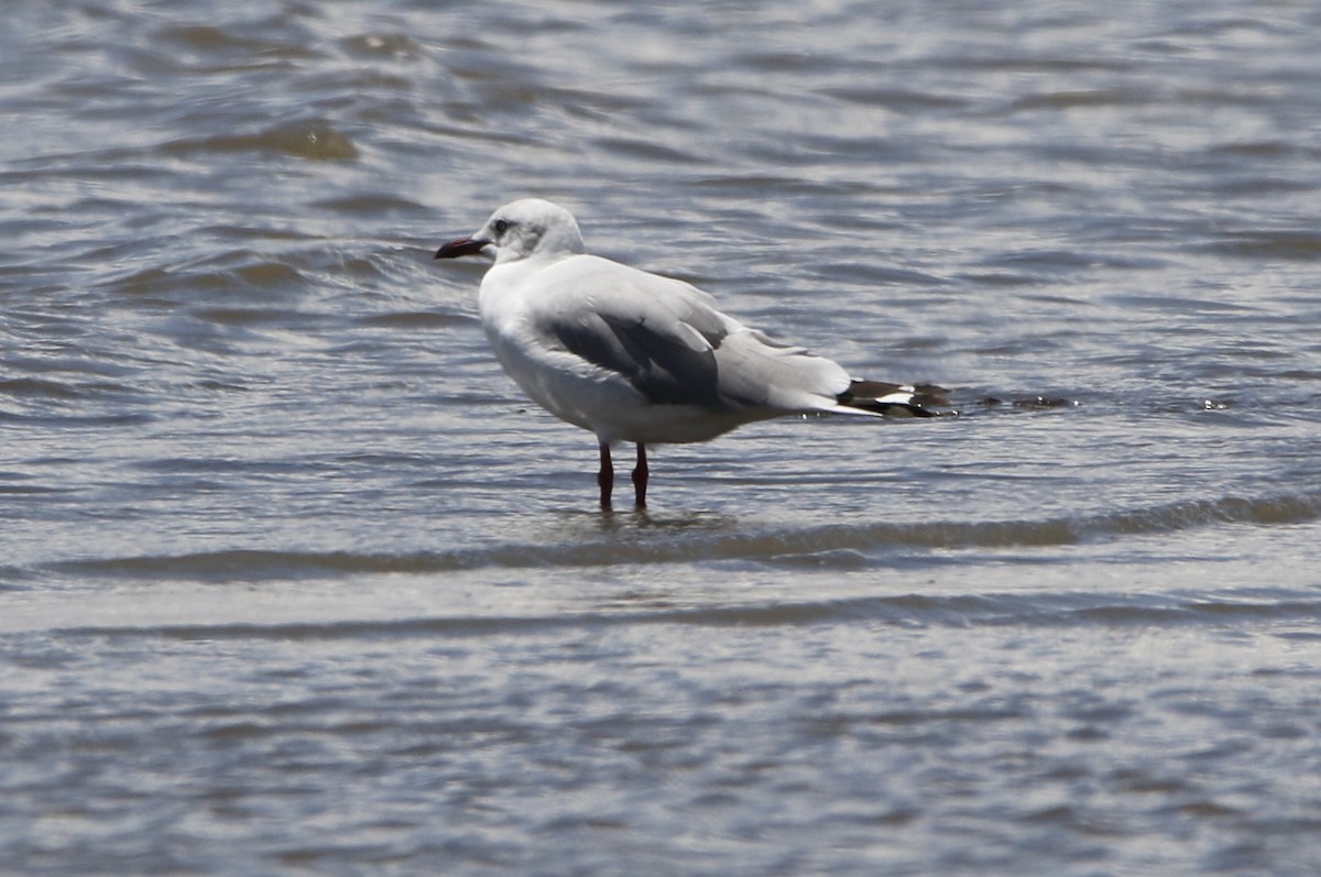 Gray-hooded Gull - ML645449760