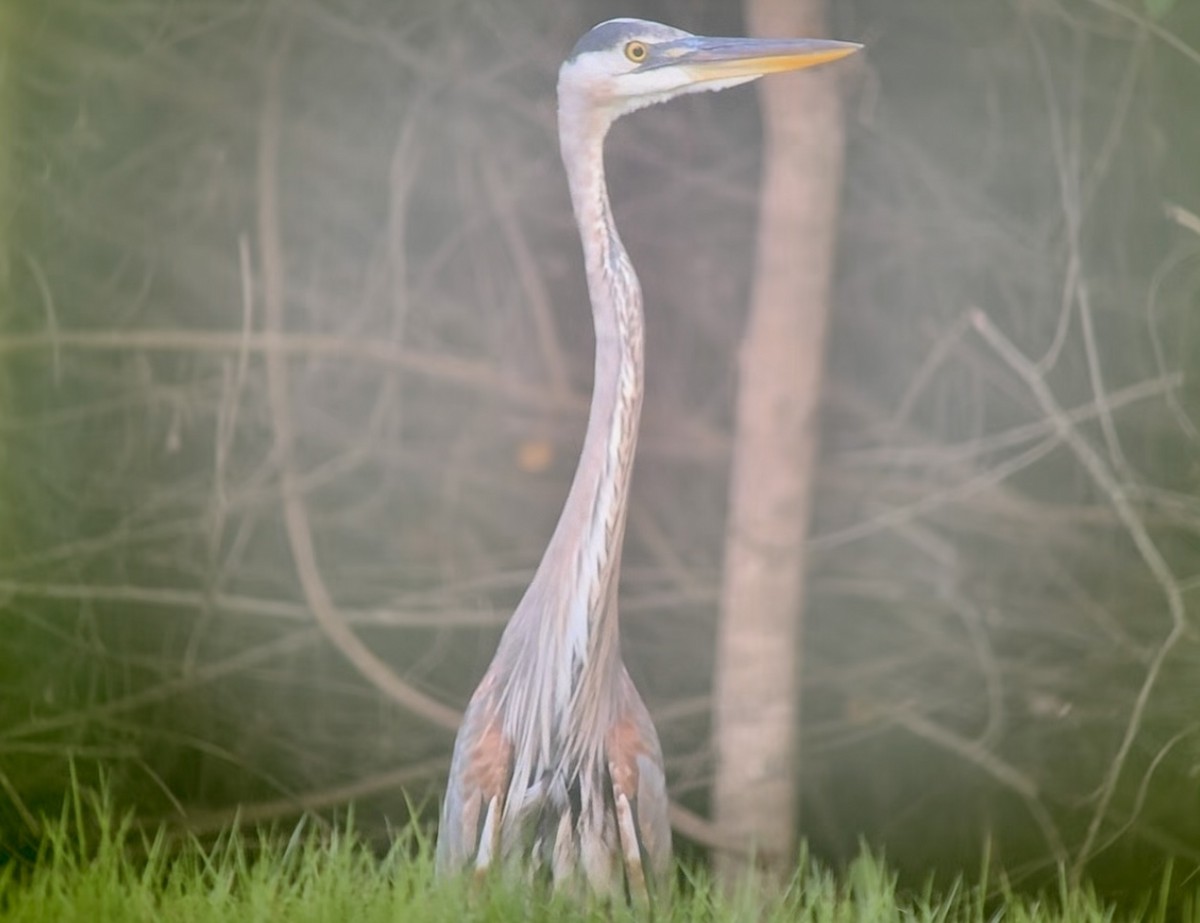 Great Blue Heron - ML645449771