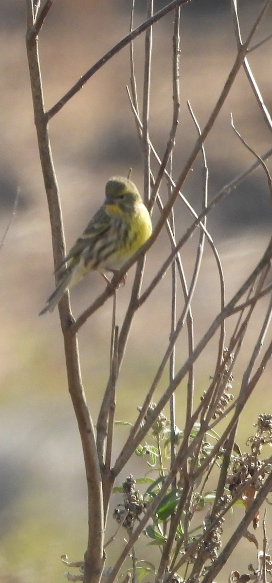 Girlitz - ML645449777