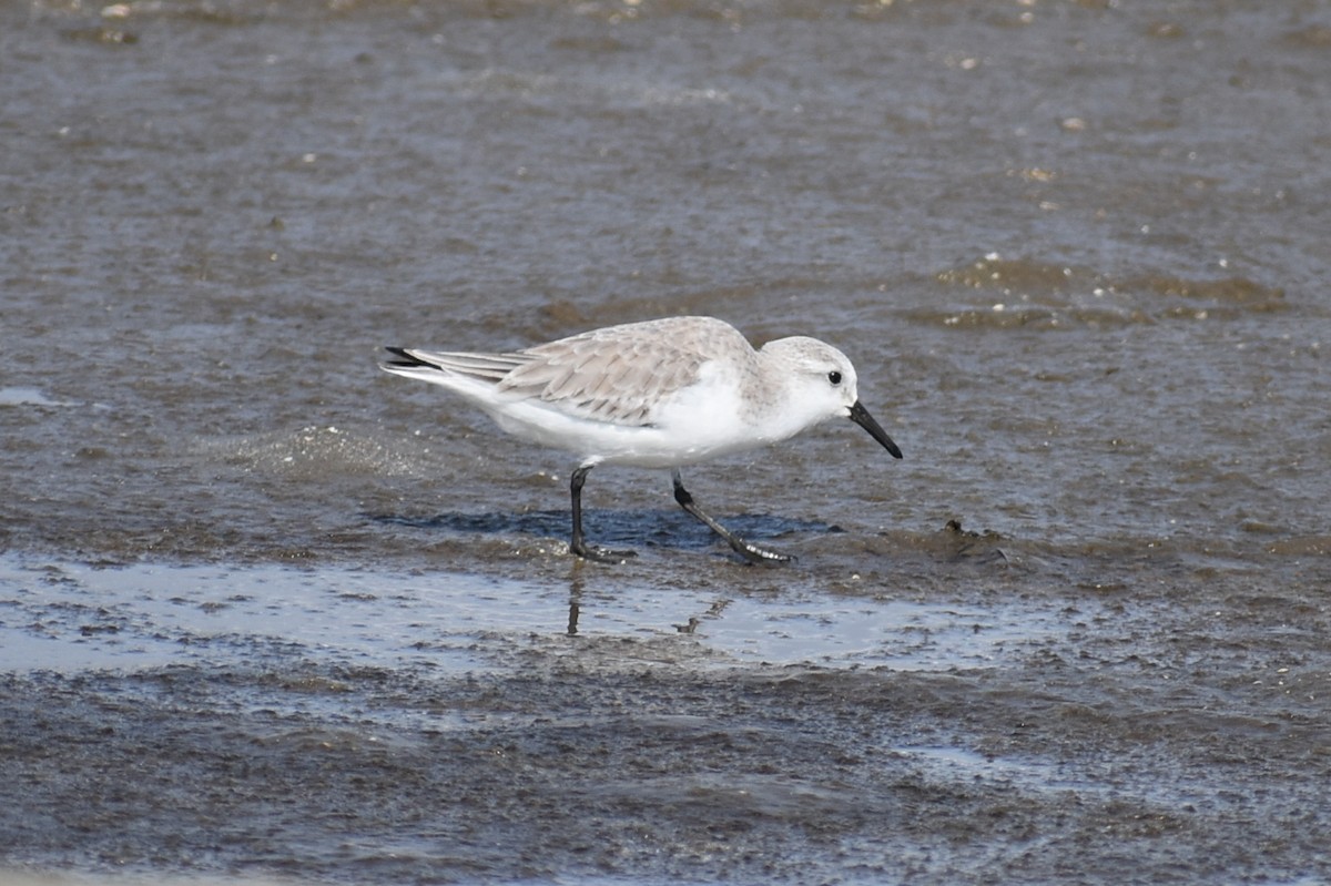 Песчанка - ML645449795