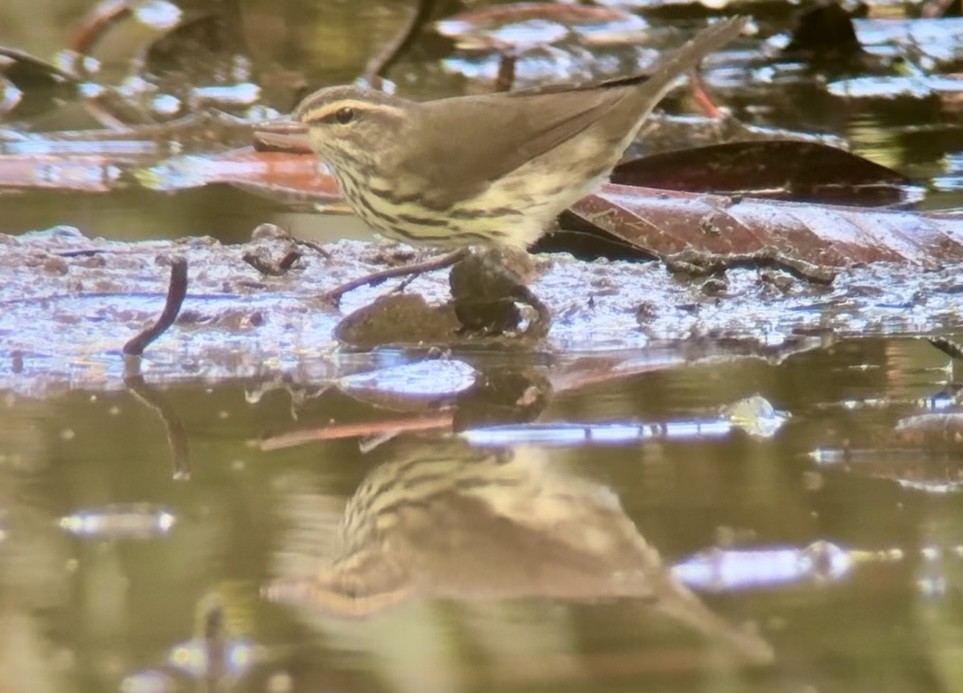 Northern Waterthrush - ML645449796