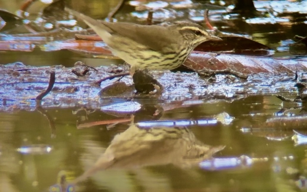 Northern Waterthrush - ML645449797