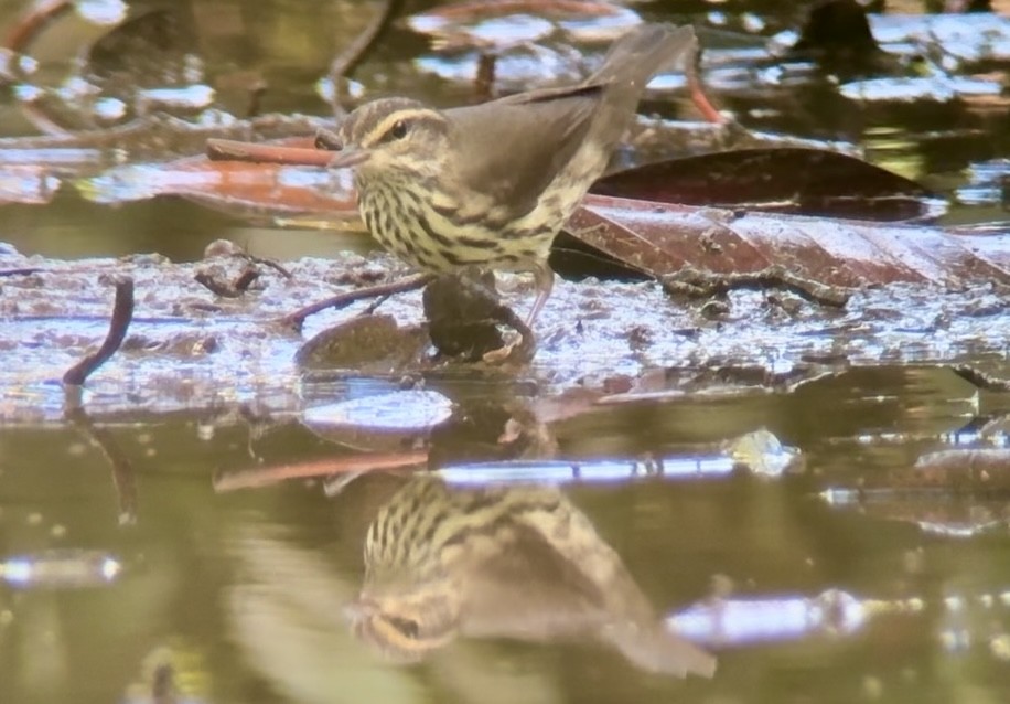 Northern Waterthrush - ML645449798