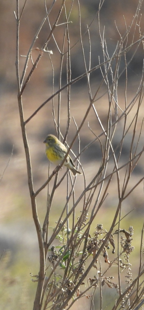 Girlitz - ML645449800