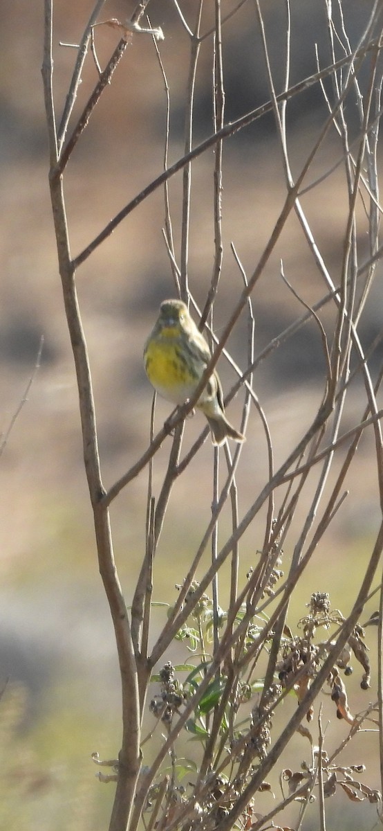 Girlitz - ML645449801