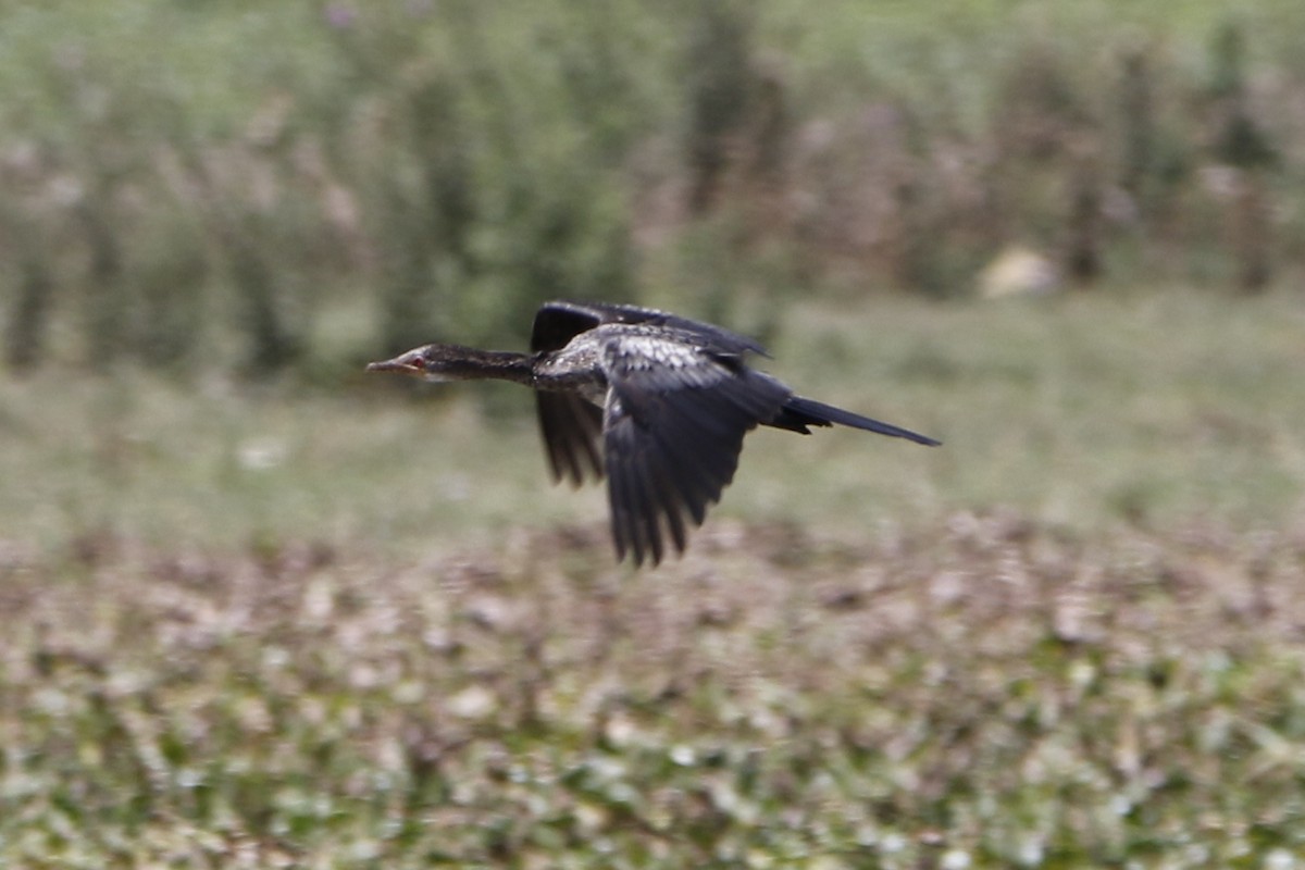 kormorán dlouhoocasý - ML645449810