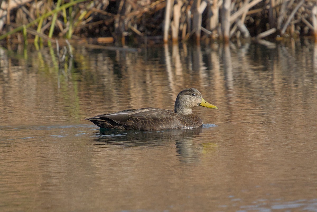 American Black Duck - ML645449826