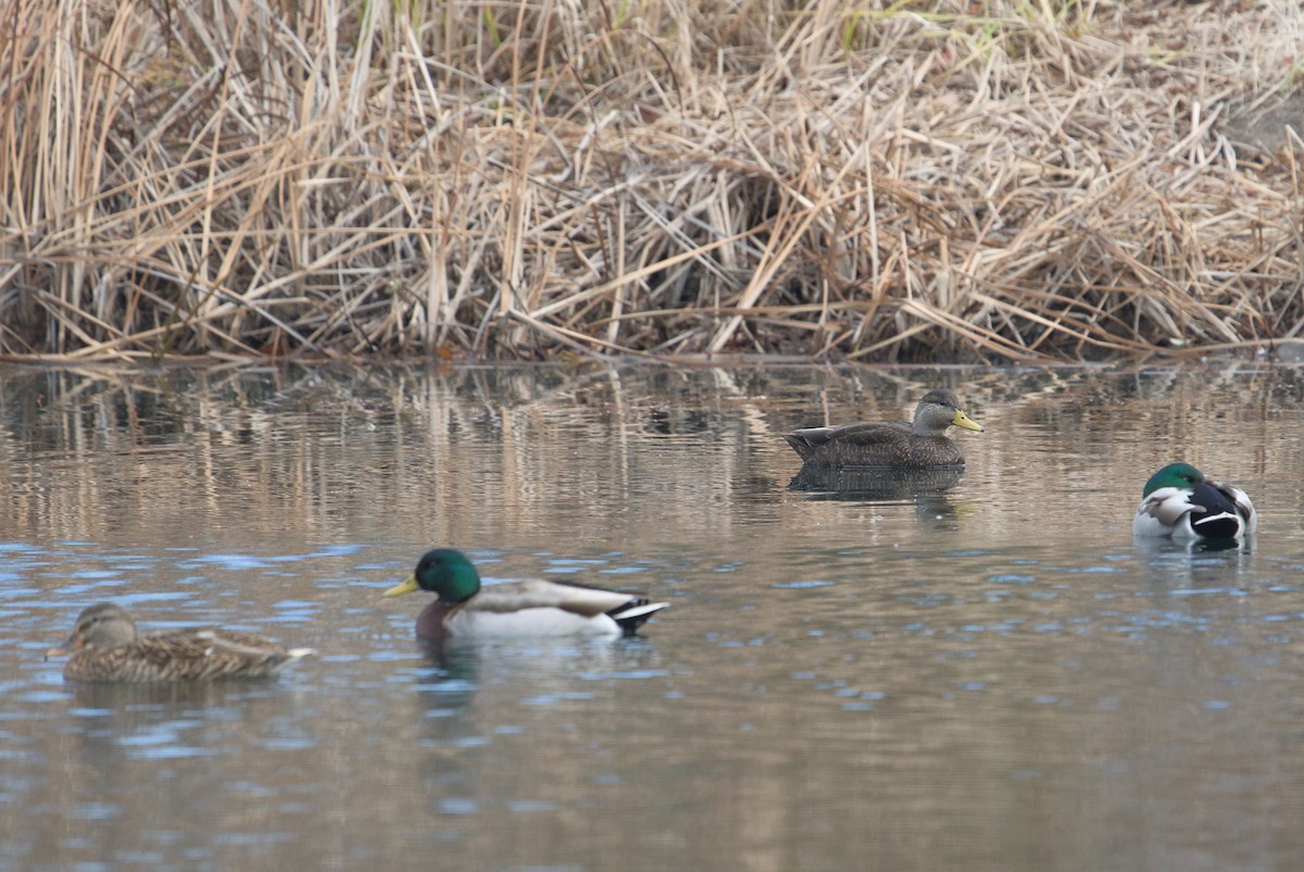 American Black Duck - ML645449827