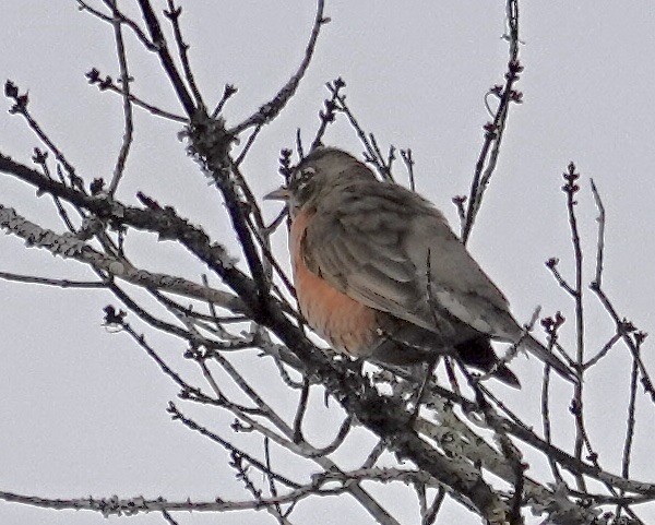American Robin - ML645449831
