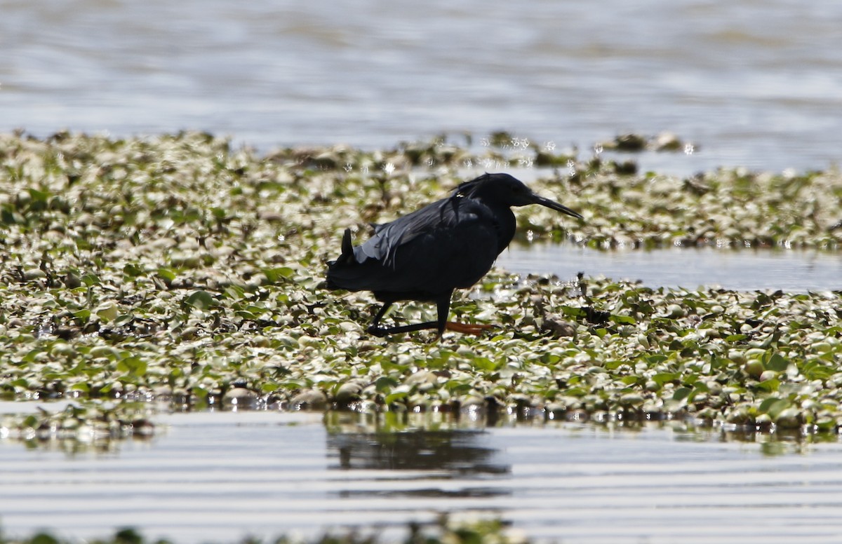 Black Heron - ML645449834