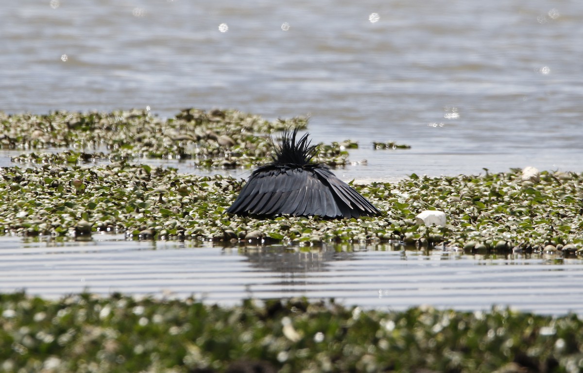 Black Heron - ML645449837