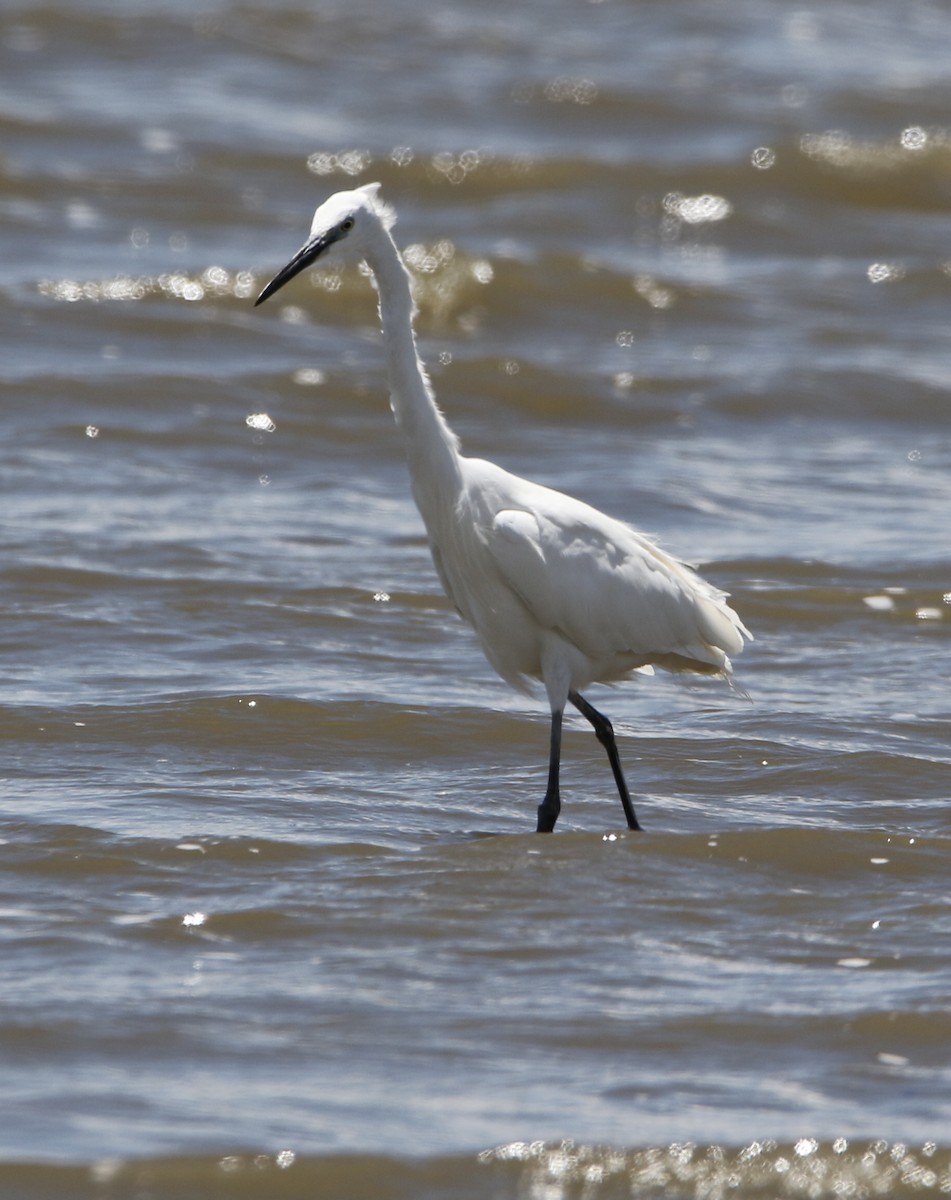 Little Egret - ML645449841
