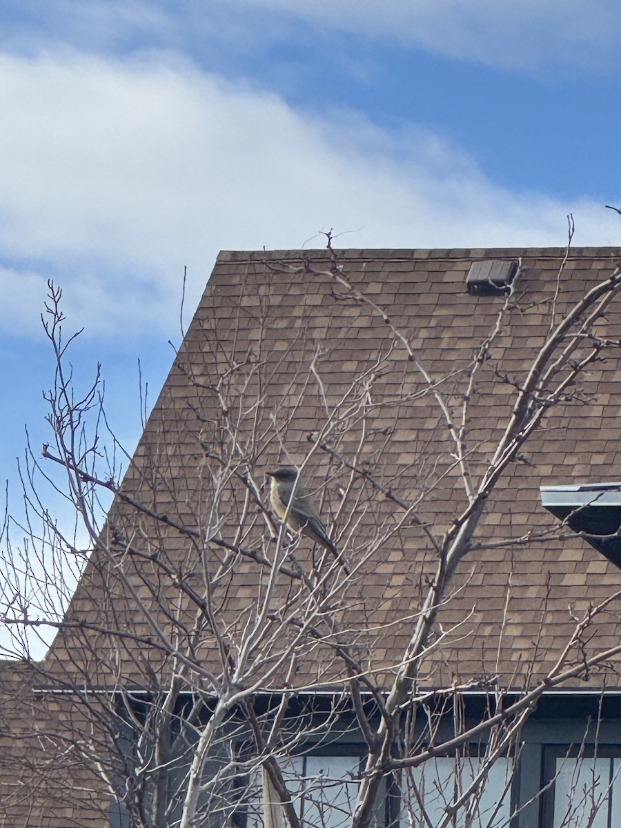 Say's Phoebe - ML645449842