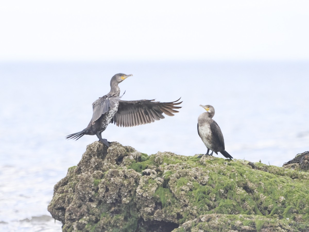 kormorán velký - ML645449859