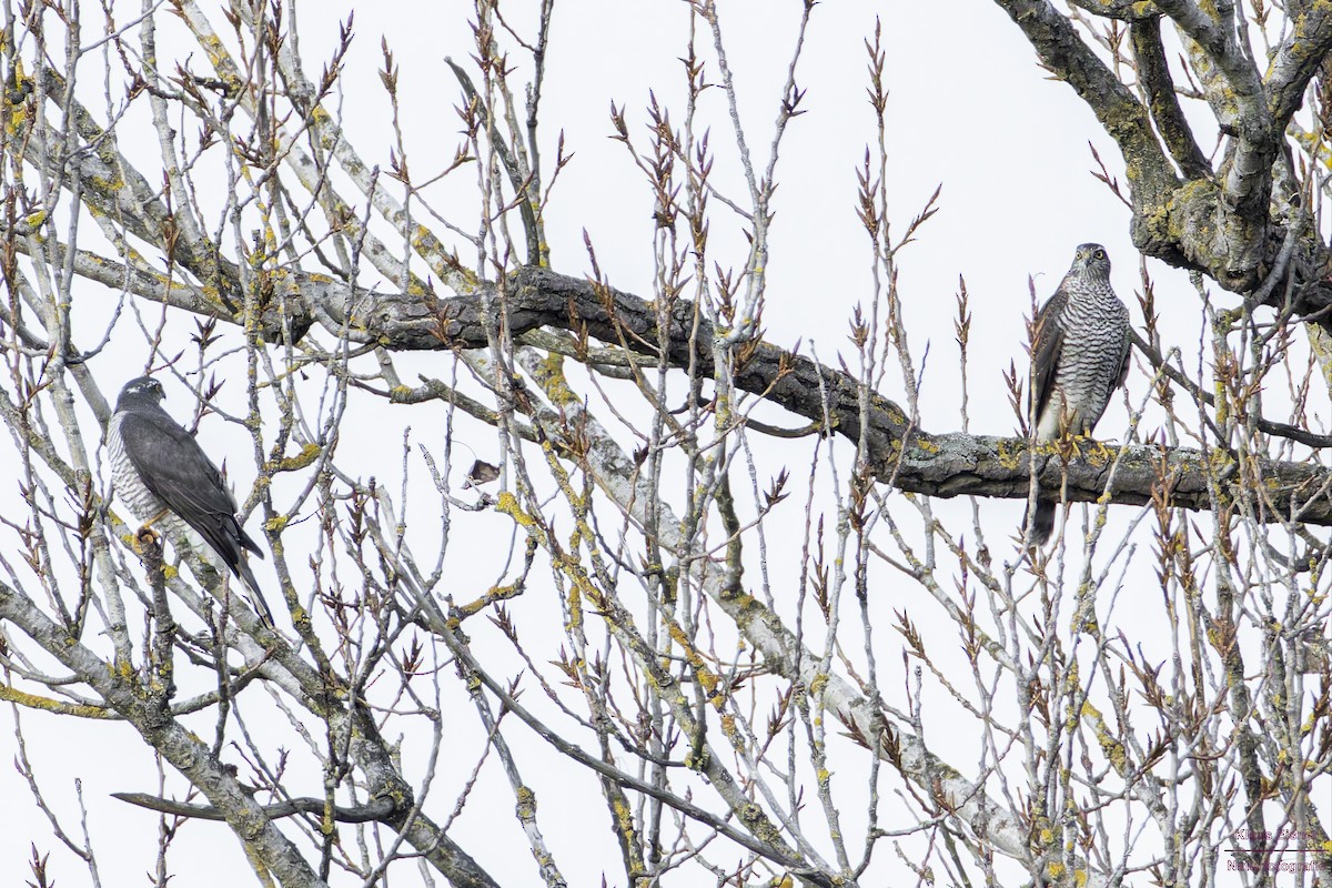 北雀鷹 - ML645449862