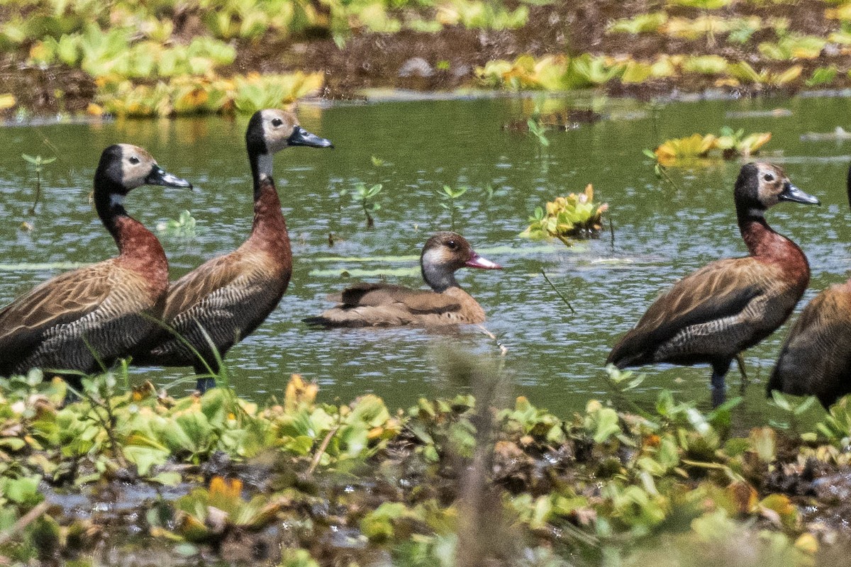 Brazilian Teal - ML645449863