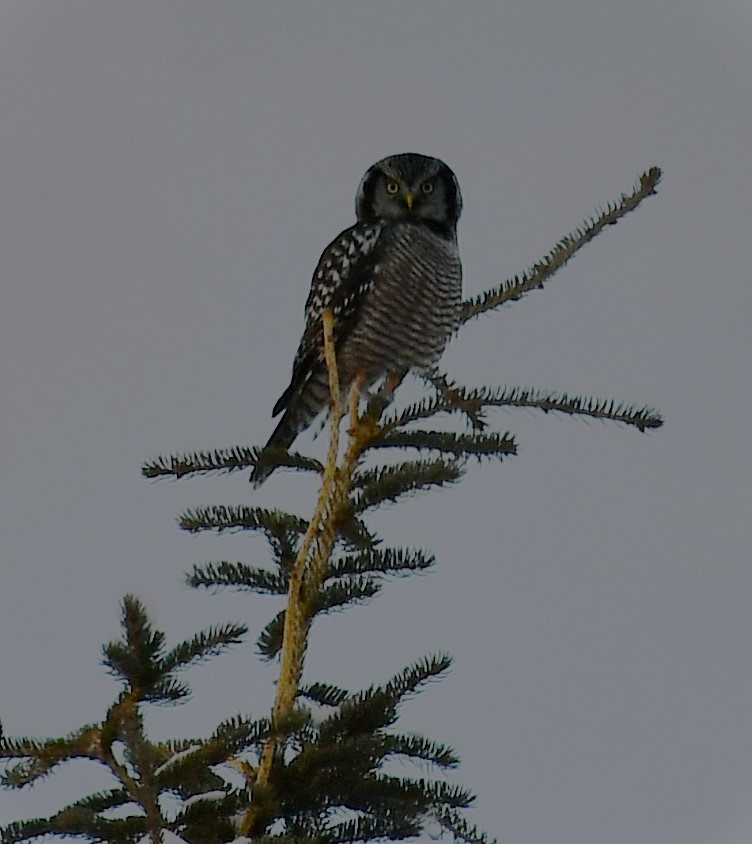 Northern Hawk Owl - ML645449876