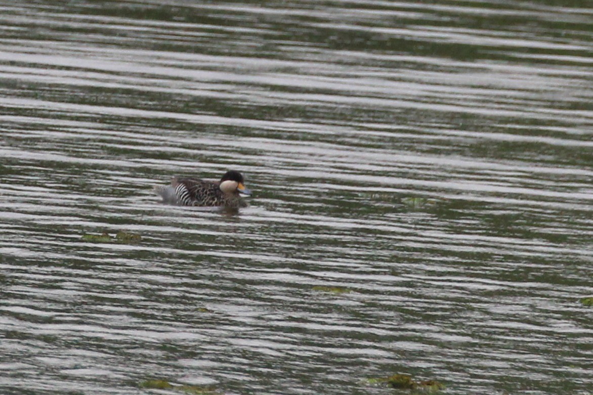 čírka modrozobá - ML645449879