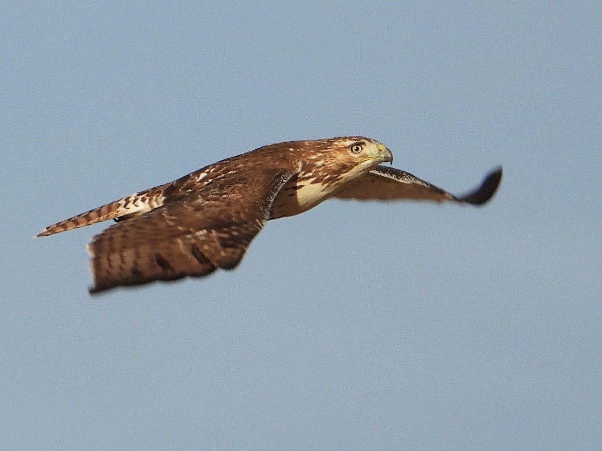 Red-tailed Hawk - ML645449880