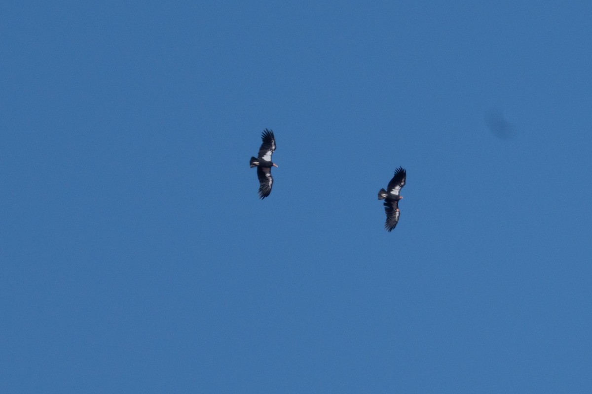 California Condor - ML645449885