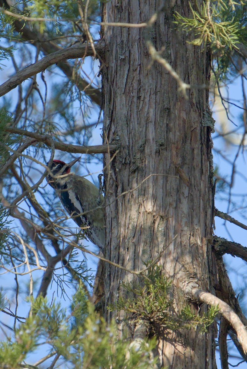 Yellow-bellied Sapsucker - ML645449890