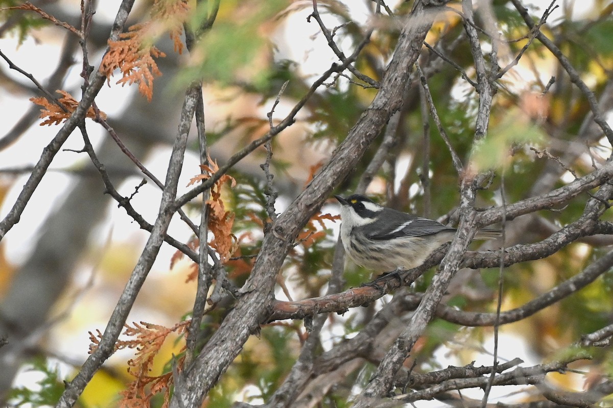 Black-throated Gray Warbler - ML645449897
