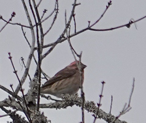 House Finch - ML645449898
