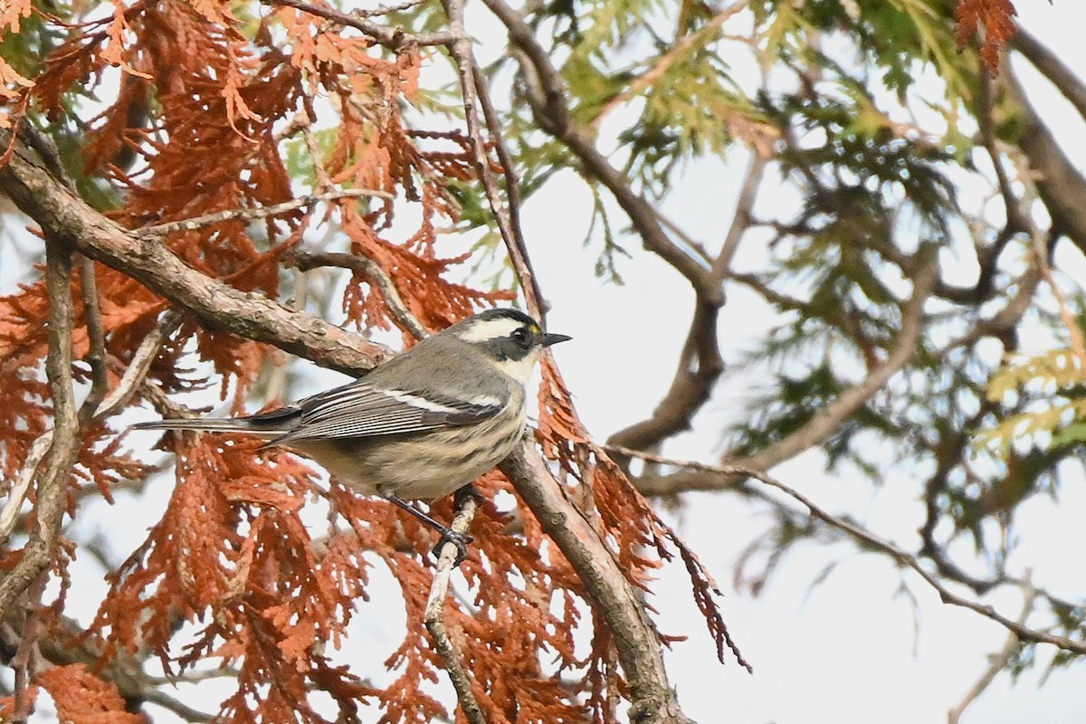 Black-throated Gray Warbler - ML645449901