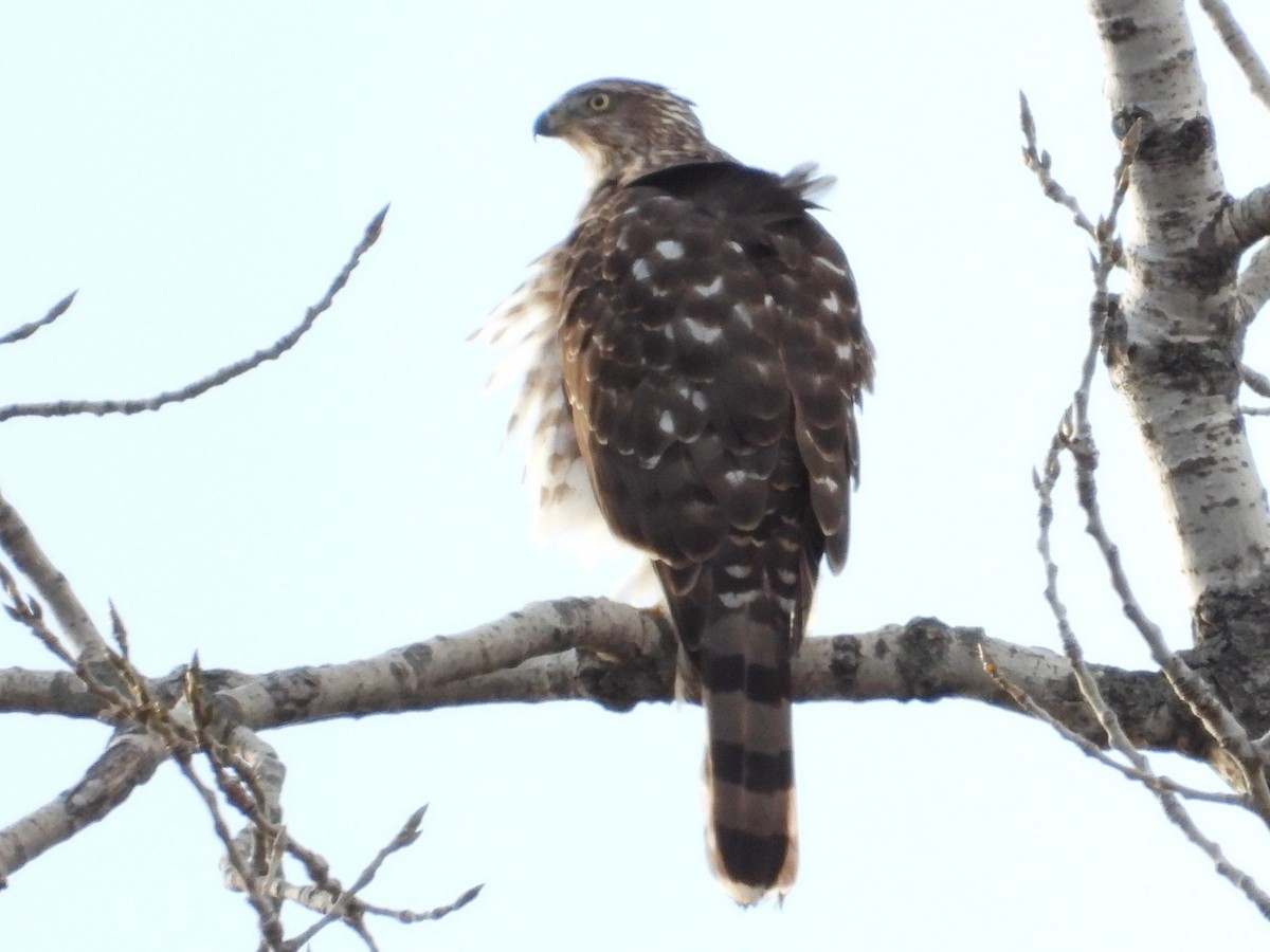 trostehauk - ML645449905