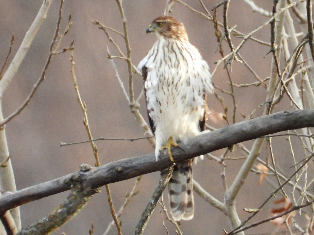 trostehauk - ML645449906