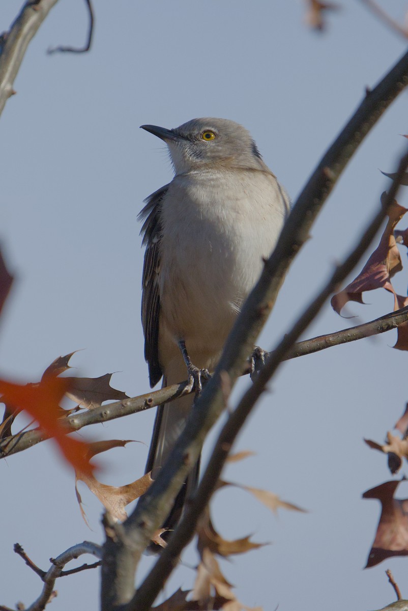 Northern Mockingbird - ML645449919