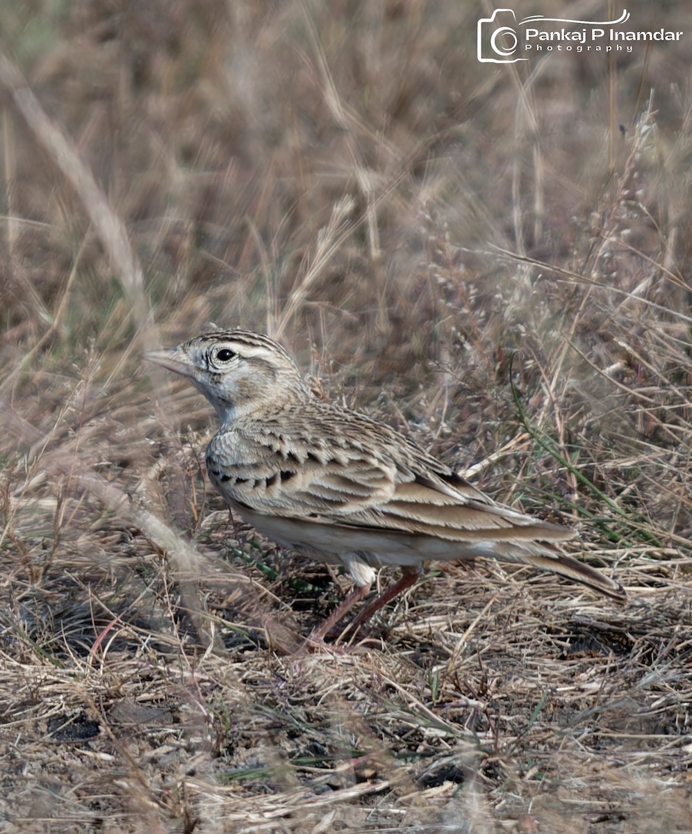Mongolian Short-toed Lark - ML645449920