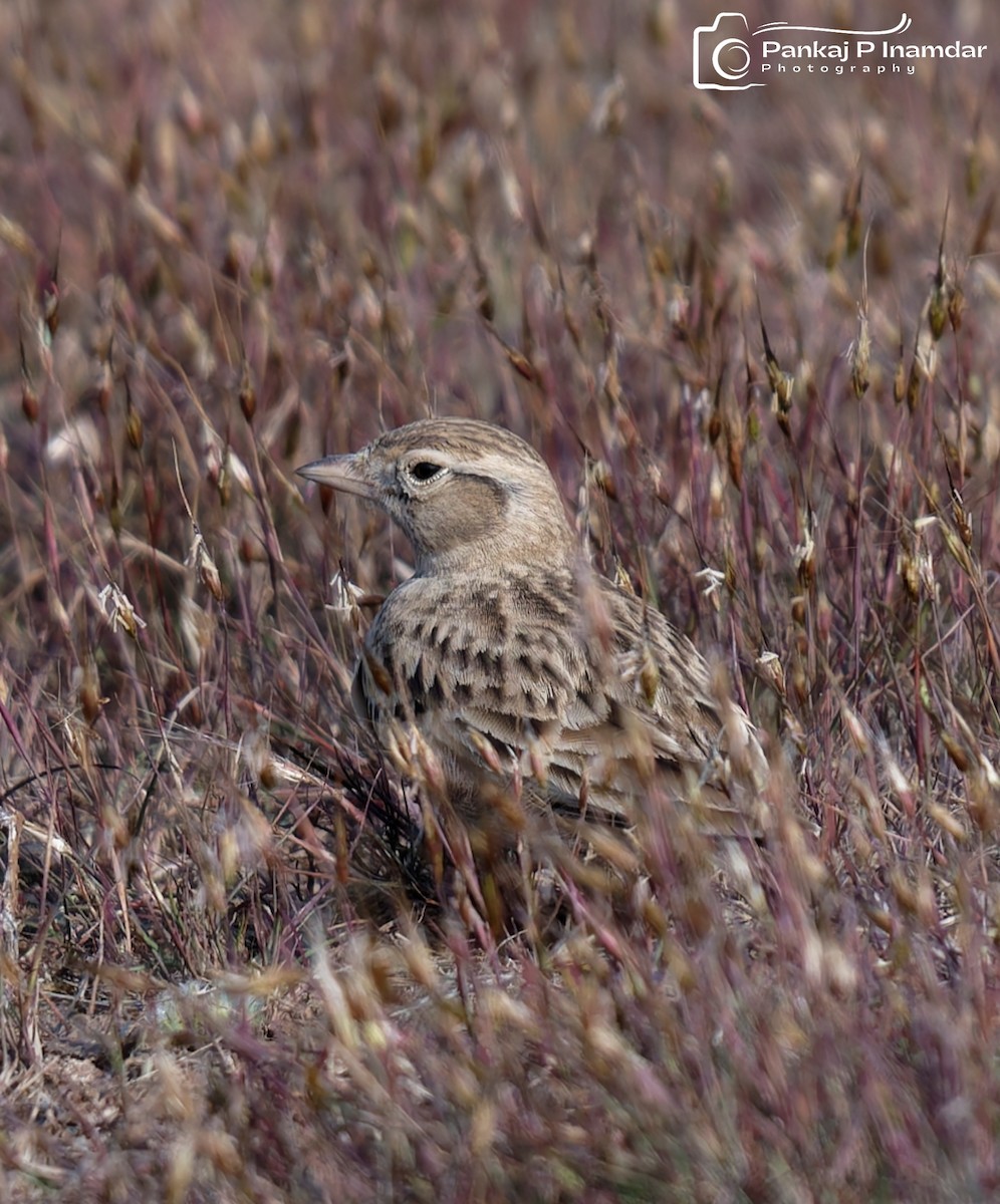 Mongolian Short-toed Lark - ML645449921