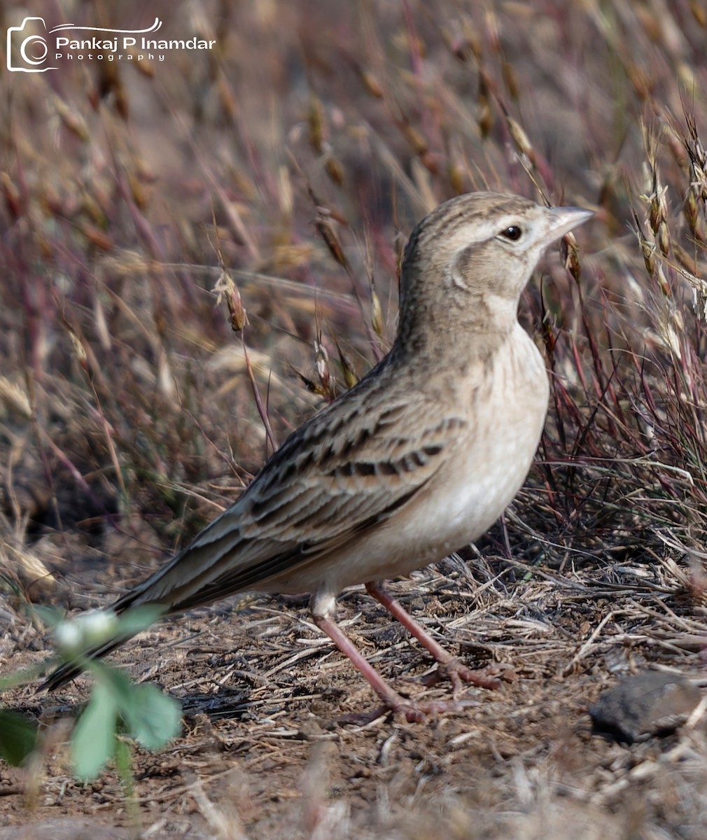 Mongolian Short-toed Lark - ML645449922