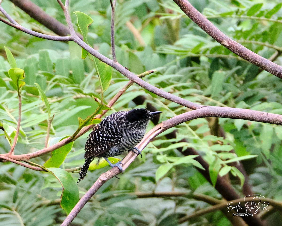 Batará Barrado - ML645449923