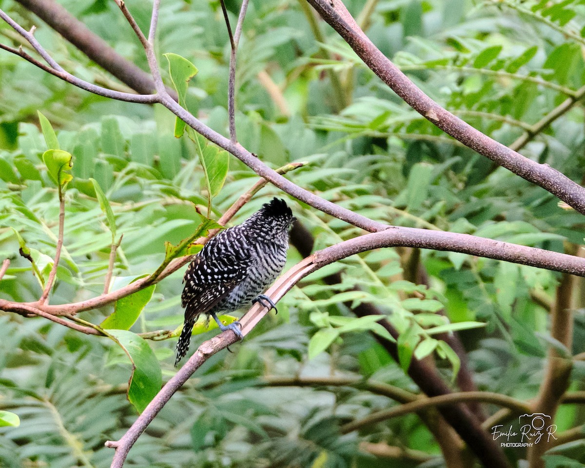 Batará Barrado - ML645449924