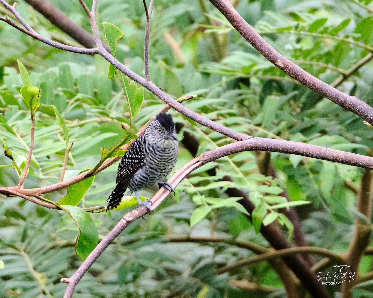 Batará Barrado - ML645449925