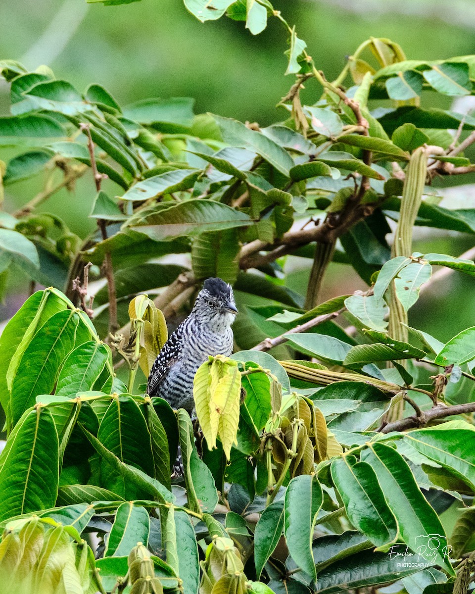 Batará Barrado - ML645449926