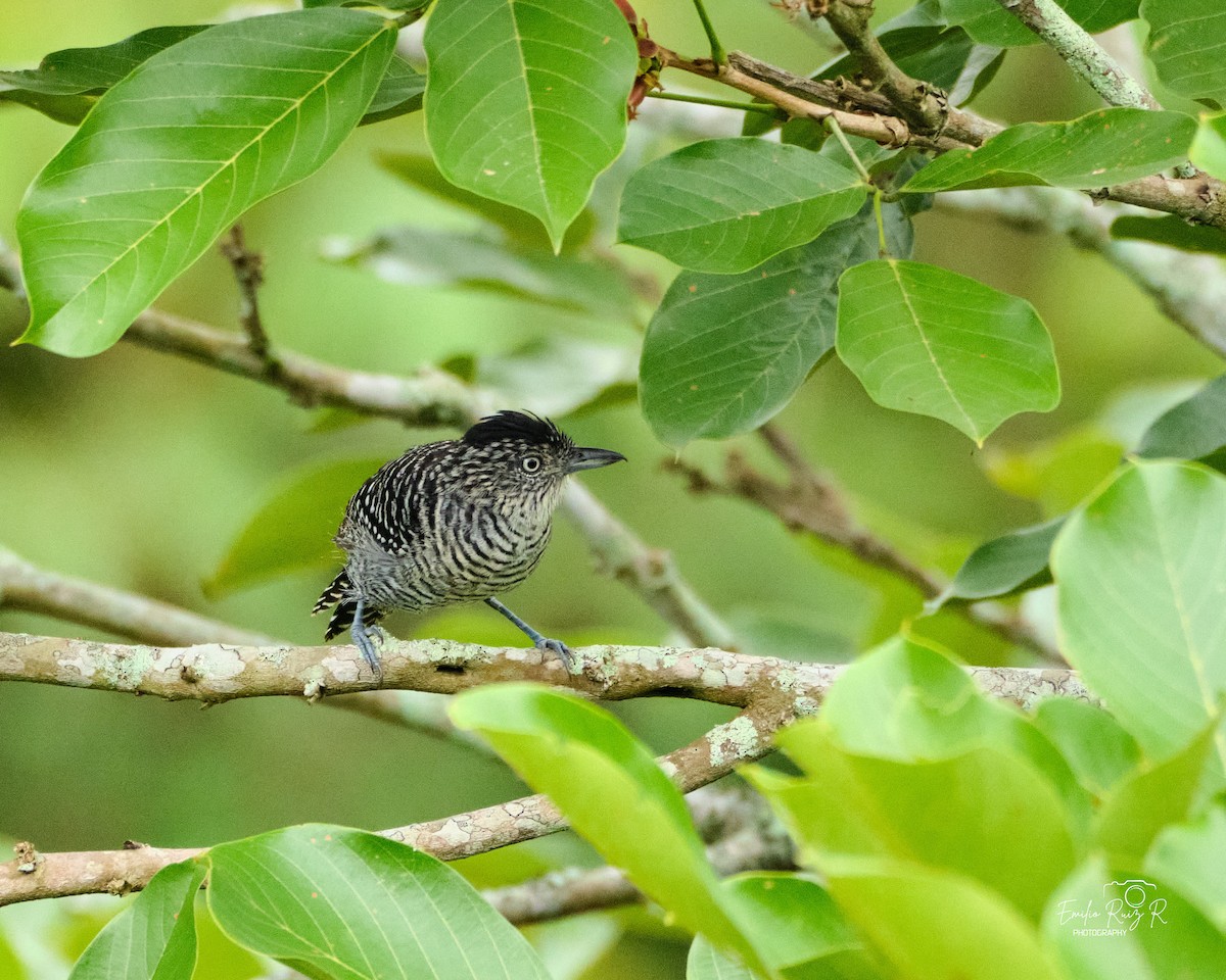Batará Barrado - ML645449927