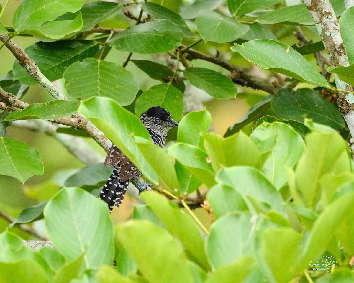 Batará Barrado - ML645449928