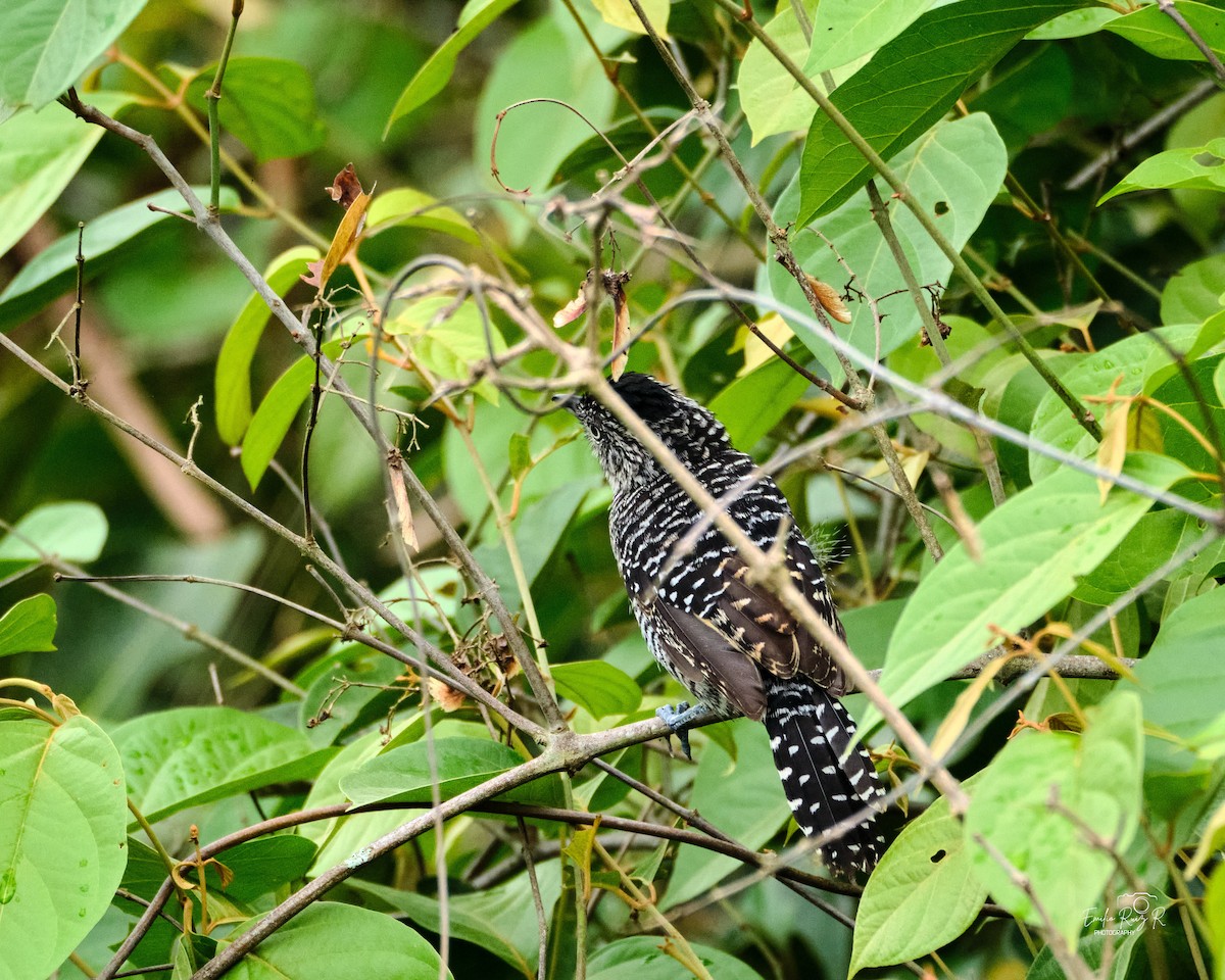 Batará Barrado - ML645449929