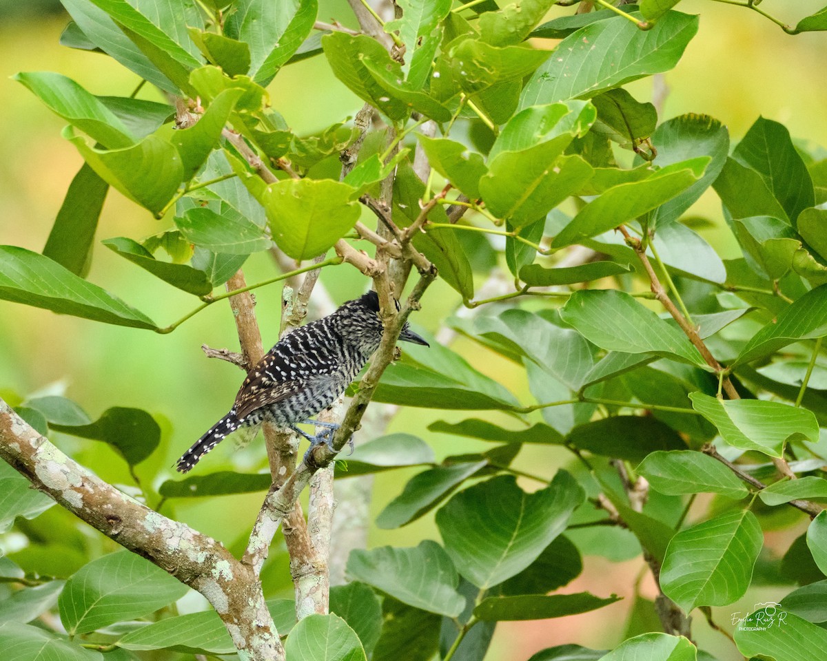 Batará Barrado - ML645449930