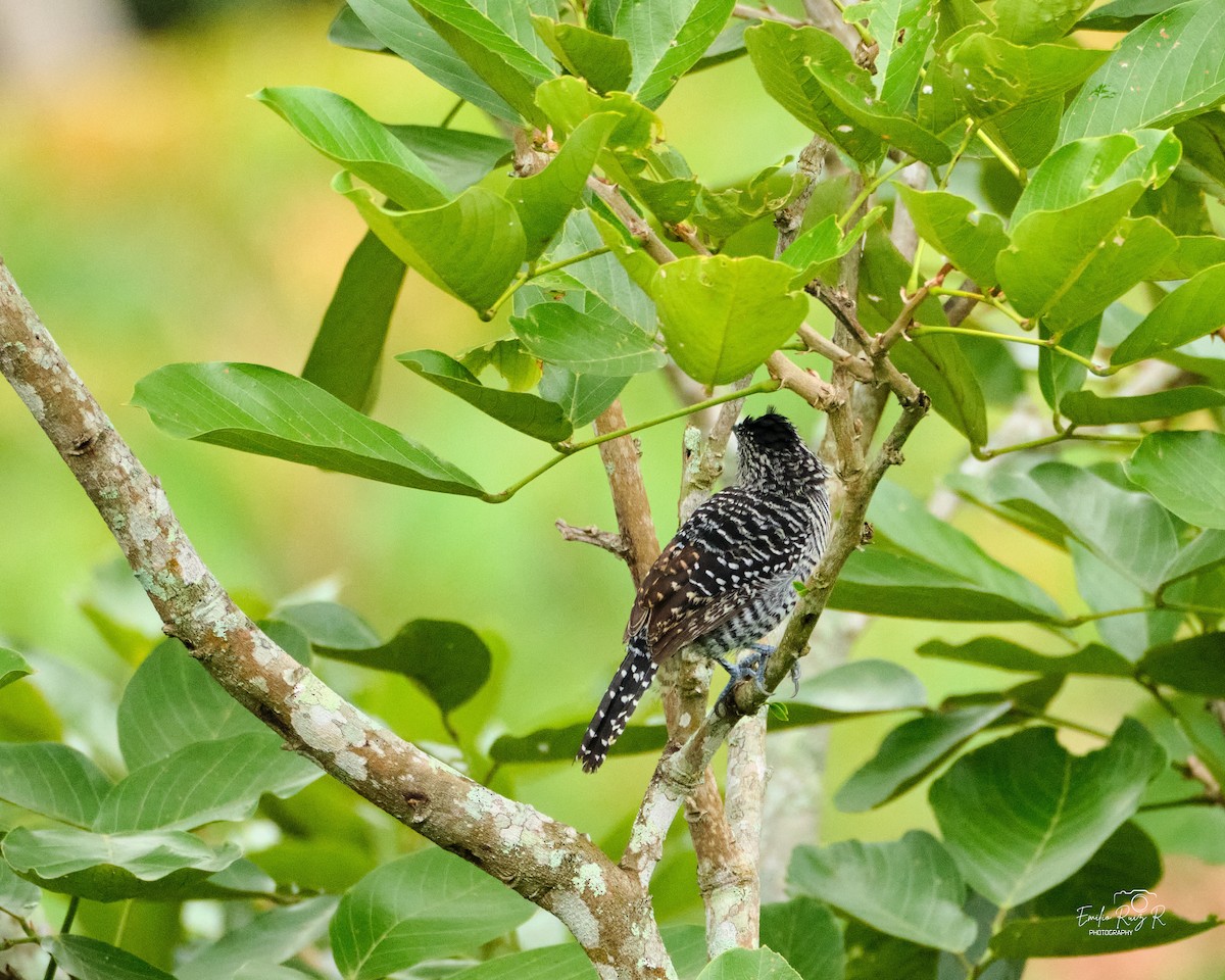 Batará Barrado - ML645449931